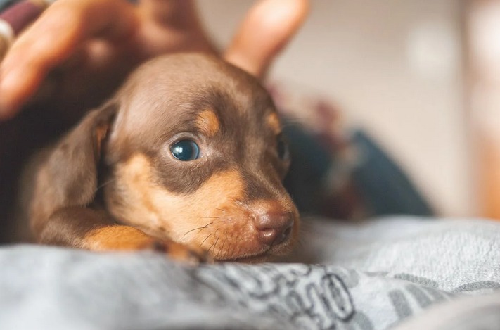 puppy